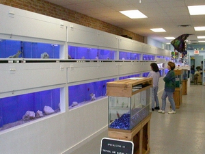 A huge selection of salt water corals