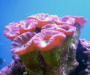Mushrooms Corals