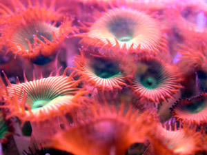 Aqua Corals