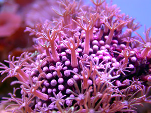 Large Coral Inventory