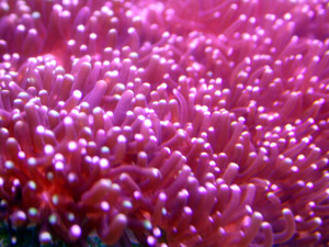 Reef Coral Aquariums