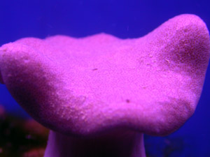 Purple Salt Water Corals