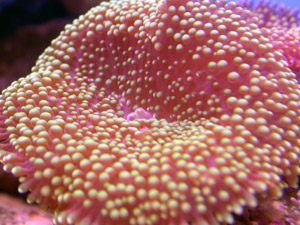 Reef Corals